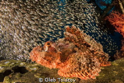 Scorpion fish waiting for prey by Gleb Tolstov 